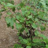 Noogoora burr plant