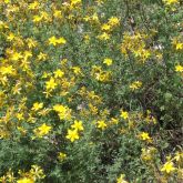 St John's wort plant in flower