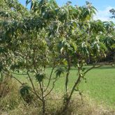 Wild tobacco weed plant form