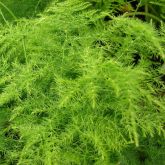 Feathered asparagus fern habit