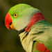 Thumbnail of Alexandrine parakeet