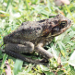Thumbnail of Cane toad