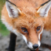Thumbnail of Fox