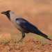 Thumbnail of Indian house crow
