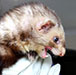 Thumbnail of Ferret