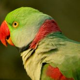 Alexandrine parakeet close-up