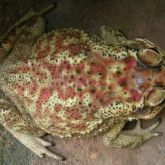 Asian black spined toad dorsal view