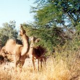 Camels eating prickly acacia