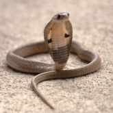 Juvenile Indian cobra