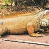 Green iguana crawling