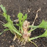 Spur-throated locust damage to sorghum crop