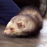 Ferret on ground