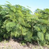 Pennata wattle or cha-om plant