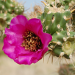 Thumbnail of Jumping cholla