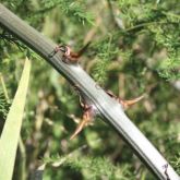 Climbing asparagus fern thorns