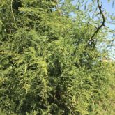 Climbing asparagus fern