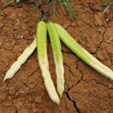 Mesquite (Prosopis pallida) pods