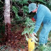 Honey locust basal barking