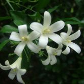 Close-up photo of mock orange flowers 