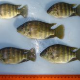 Five sub-adult spotted tilapia with scale ruler