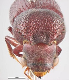 Lesser auger beetle head frontal view