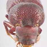 Lesser auger beetle