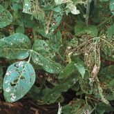 Skeletonised leaves