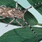 Light brown elongated beetle with white markings and long black and white striped antennae