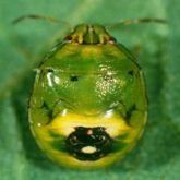 A rounded mossy green bug with a yellow patch and dark markings on the lower back