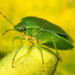 Green Insect 