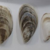 Black-striped false mussel shell about 2.5cm long