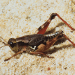 Thumbnail of Grasshoppers