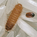 Thumbnail of Khapra beetle