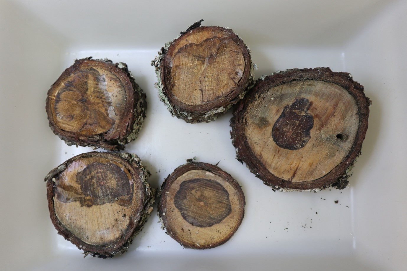 Five cross sections of a tree showing fungal growth lying flat in plastic container