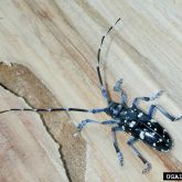 Close up of the Citrus longhorned beetle