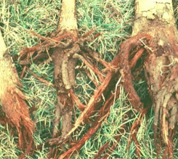 Symptoms of root rot of papaya