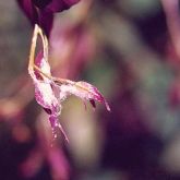 Free-living psyllids produce white woolly filaments around growing tips