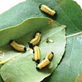 Larvae of the Eucalyptus leaf beetle (<em>Paropsisterna cloelia</em>)