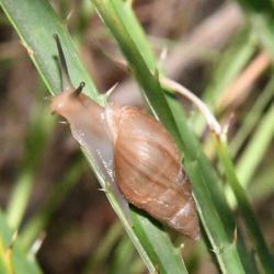 A brown adult snail with a striped shell climbing plant matter