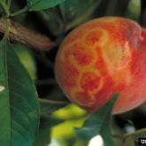 Fruit symptoms of plum pox