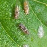Tomato-potato psyllid adults and nymph cases
