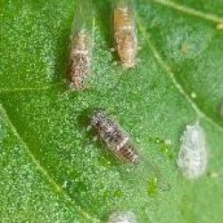 Tomato-potato psyllid adults and nymph cases