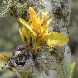 Myrtle rust on Killarney satinash (Syzygium corynanthum)