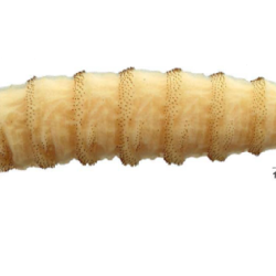 Screwworm fly larva (maggot)