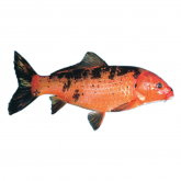 Koi carp