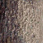 Fruiting bodies of Cytospora canker erupting through bark within a canker