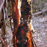 Exposed sapwood, kino and fungal staining, due to extensive feeding on cambium by Culama larvae 