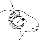 A diagram of a horned sheep with an arrow indicating where to position the firearm or captive bolt