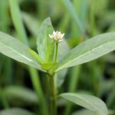 Alligator weed flower