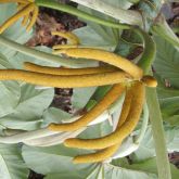 Mexican bean tree flower